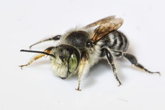 Megachile rubi