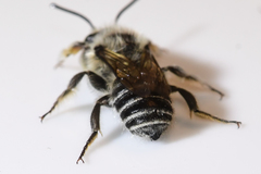 Megachile rubi
