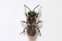 Megachile rubi