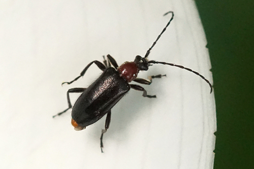Dinoptera collaris photo 4
