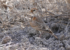 Calandrella cinerea