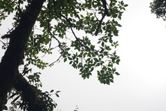 Sassafras randaiense