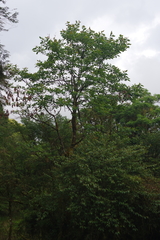 Sassafras randaiense