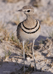 Double-Banded Courser photo 4