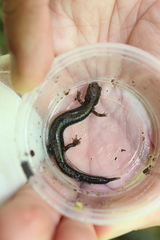 Plethodon hubrichti