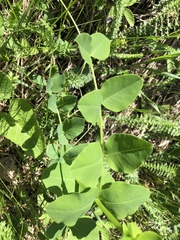 Vicia pisiformis