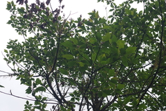 Sassafras randaiense