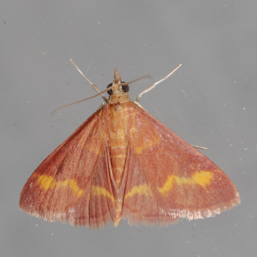 Yellow-banded Pyrausta Moth and Allies photo 6