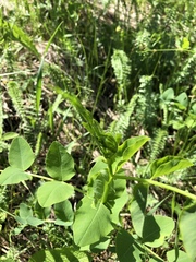 Vicia pisiformis