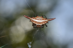 Gasteracantha versicolor formosa