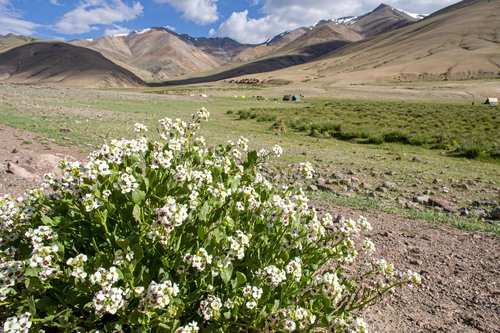 Christolea pamirica