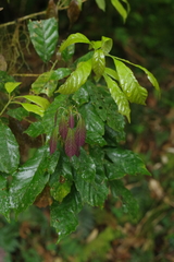 Lithocarpus corneus