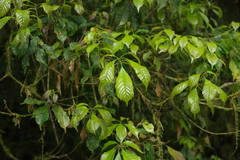 Lithocarpus corneus