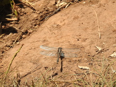Phanogomphus kurilis