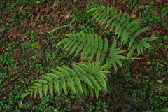Pteris setulosocostulata