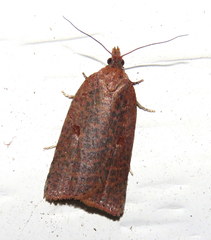 Meritastis polygraphana