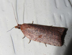 Meritastis polygraphana