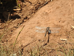 Phanogomphus kurilis