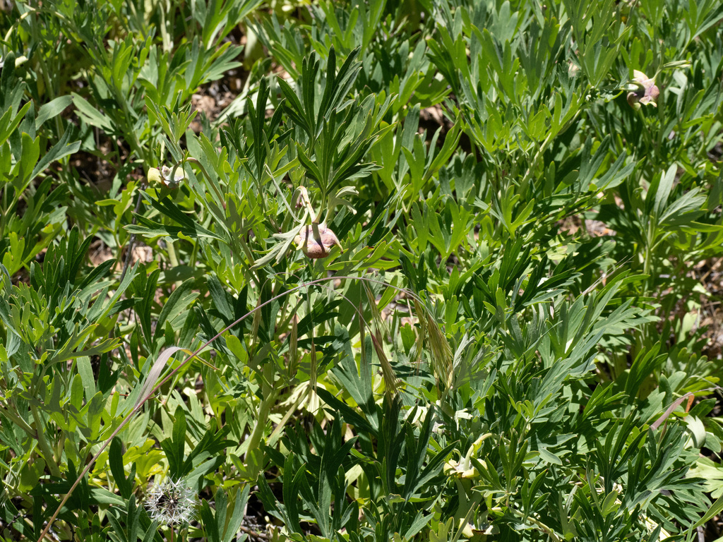 California Peony from San Diego County, CA, USA on May 27, 2024 at 12: ...