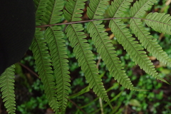Pteris setulosocostulata