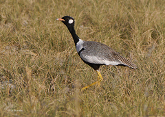 Northern Black Korhaan photo 3