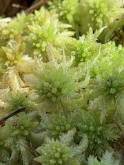 Sphagnum magellanicum