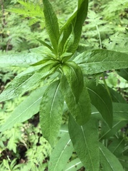 Sisymbrium strictissimum