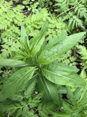 Sisymbrium strictissimum