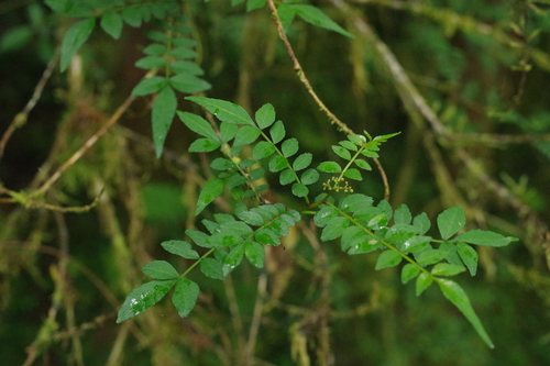 Zanthoxylum schinifolium iNat (3)