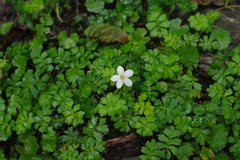 Ellisiophyllum pinnatum