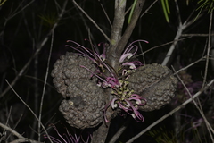 Hakea bakeriana