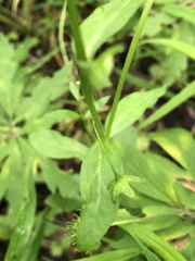 Memoremea scorpioides