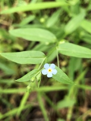 Memoremea scorpioides