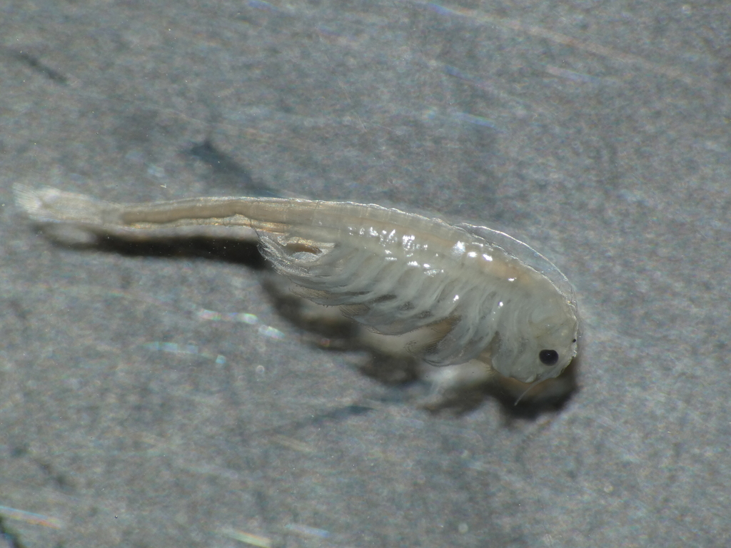 Branchinecta orientalis