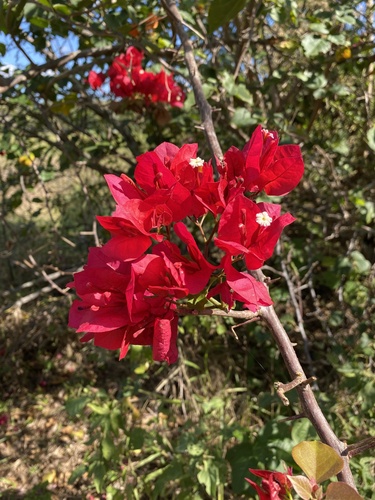 Bugambilia (Bougainvillea spectabilis)