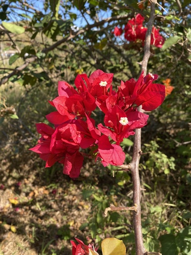 Bugambilia (Bougainvillea spectabilis)