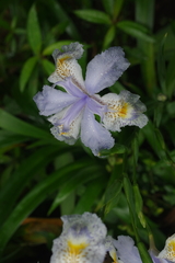 Iris formosana