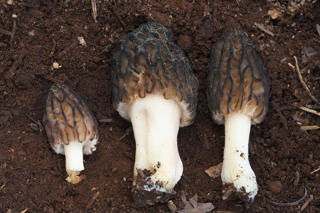 Black Morels from Siskiyou County, CA, USA on May 25, 2024 at 12:44 PM ...