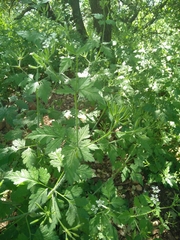 Chaerophyllum nodosum