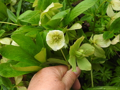 Helleborus orientalis