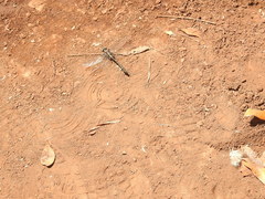 Phanogomphus kurilis