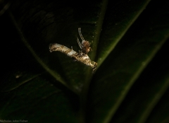 Cyphosticha panconita