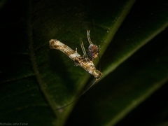 Cyphosticha panconita