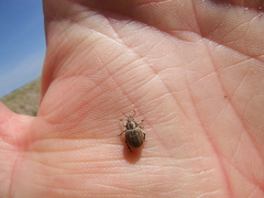 Philopedon plagiatum