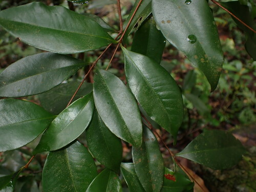 Syzygium hancei observed 2024-05-26