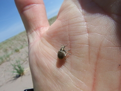 Philopedon plagiatum