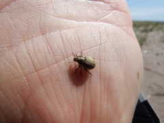 Philopedon plagiatum