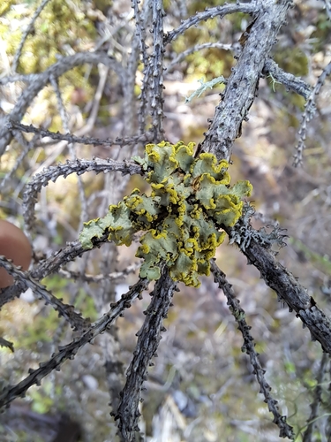 Powdered Sunshine Lichen (Vulpicida pinastri)