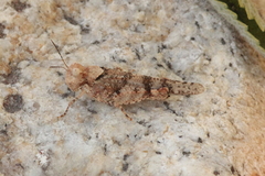 Trimerotropis occidentalis