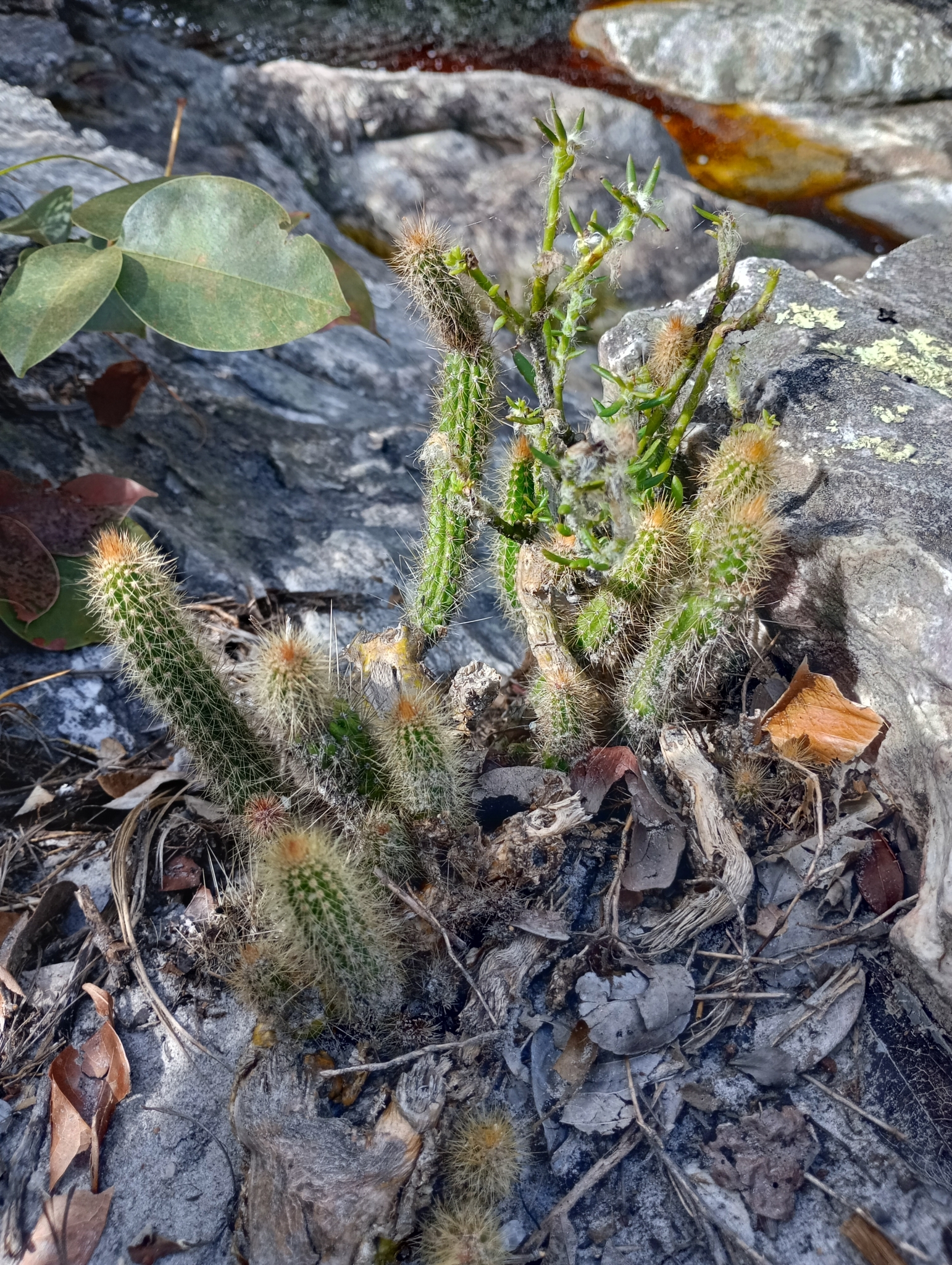 Arrojadoa eriocaulis